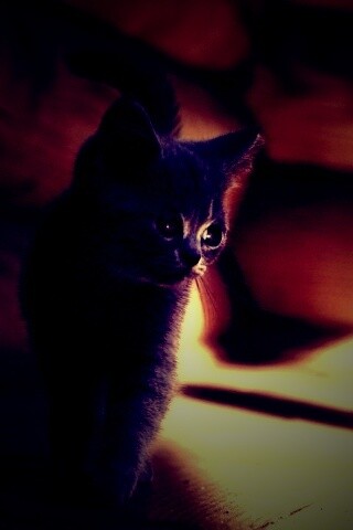 Маленький дымчатый котенок обои