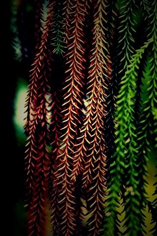 Зеленые колючки обои