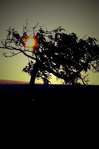 Дерево на закате обои