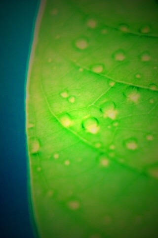 Зеленый листик в макро обои