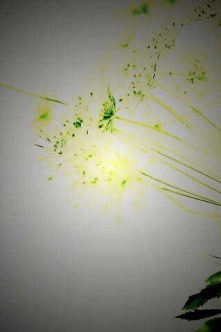 Цветы в макро обои