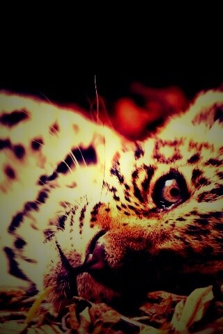 Гепард котенок обои