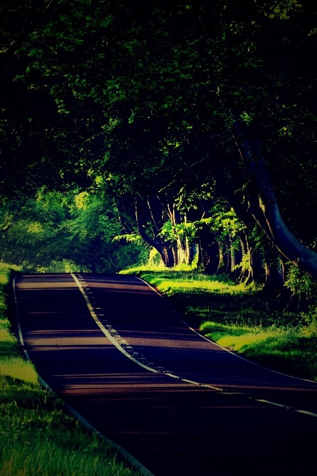 Трасса в тени деревьев обои