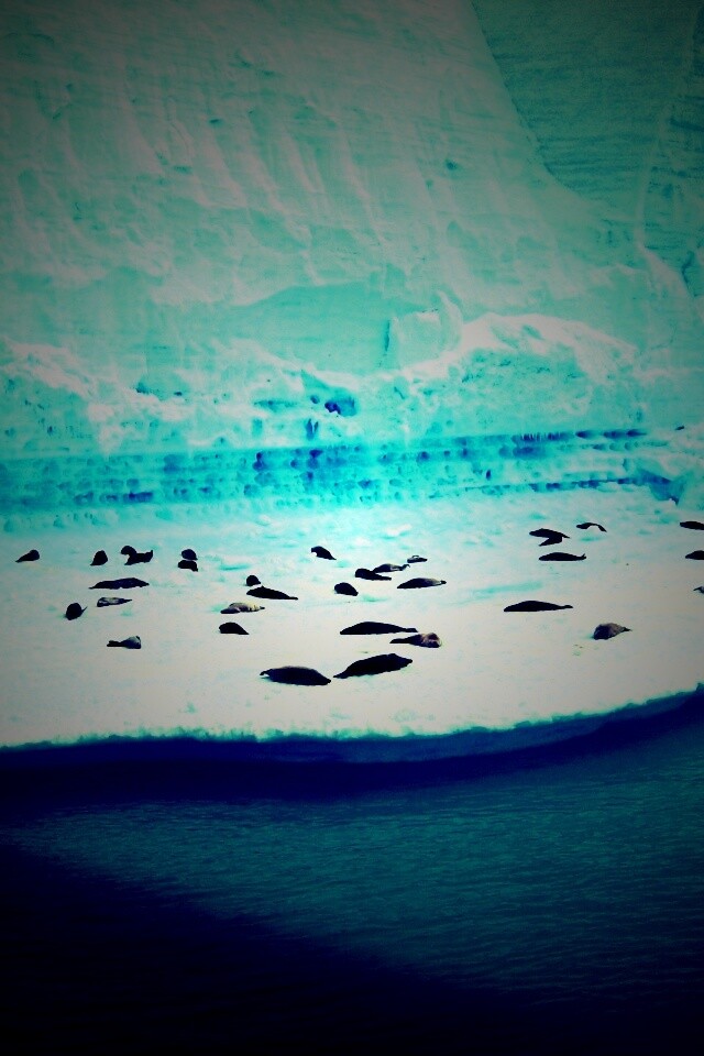 Спящие тюлени обои