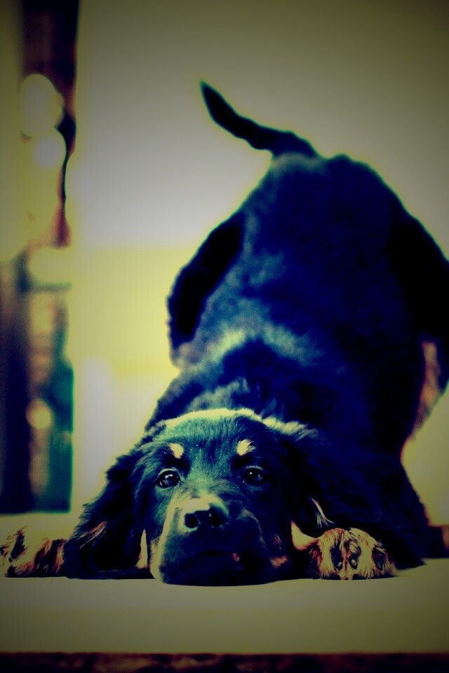 Игривый пес обои