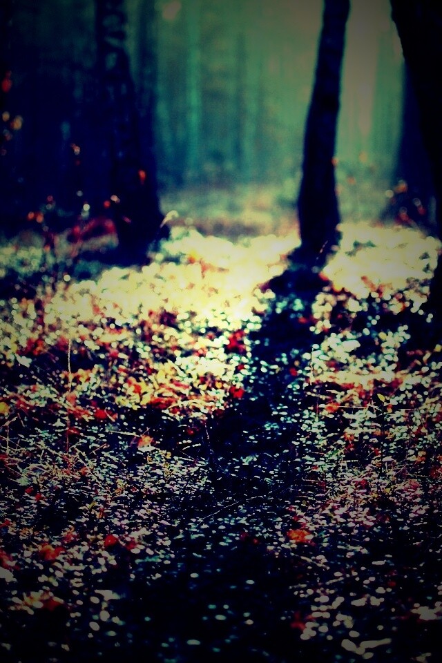 Лесная земля обои