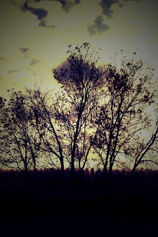 Деревце обои