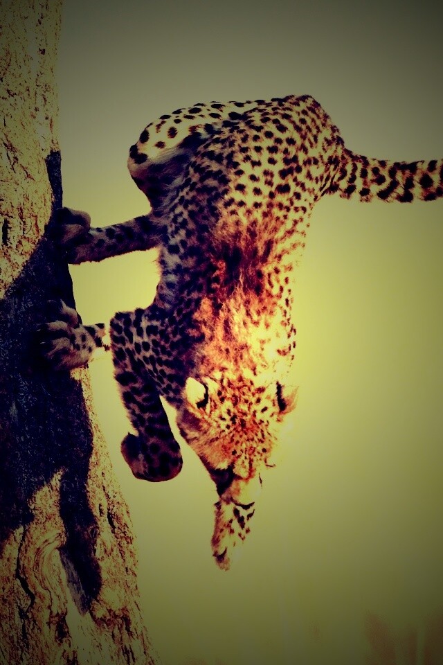 Скалолаз обои