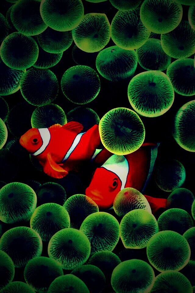 Рыбка клоун стандартные обои iPhone обои