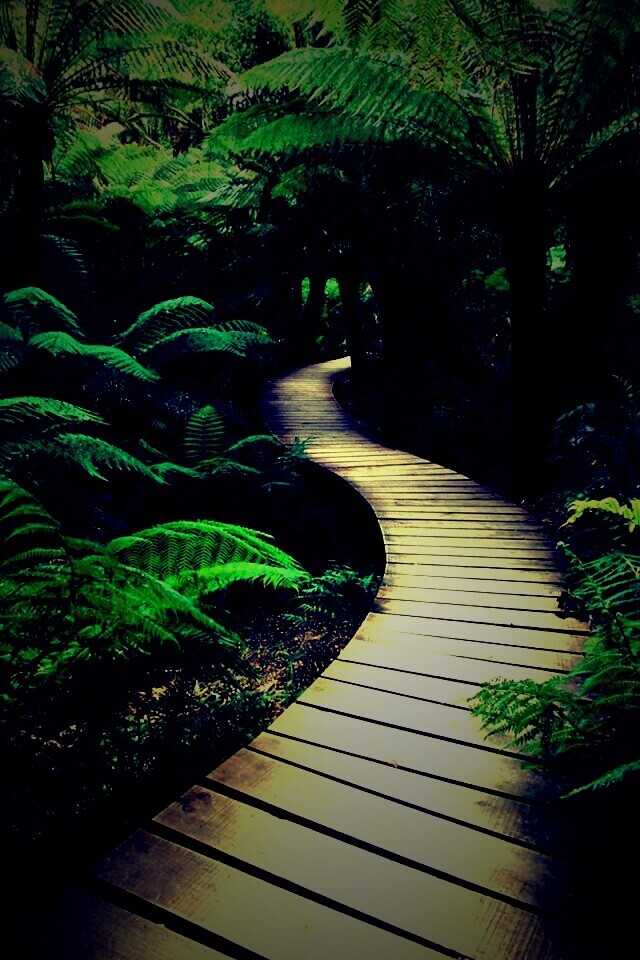 Дорожка в зарослях обои