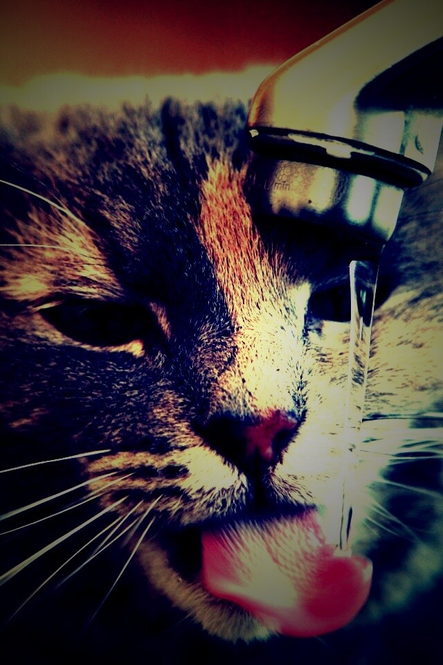 Кот пьет из под крана обои