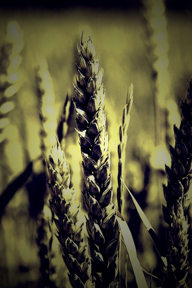 Молодые пшеничные колосья обои
