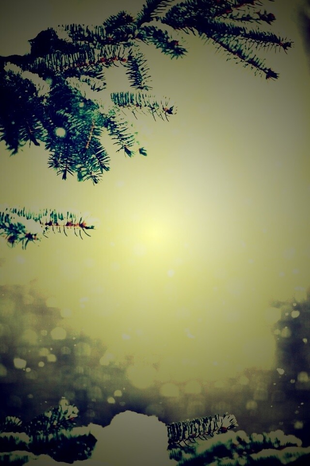 Еловые лапы в снегу обои