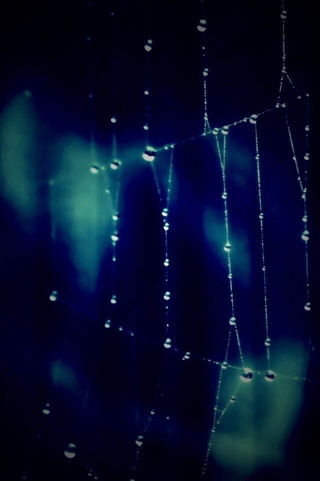 Роса на паутине обои