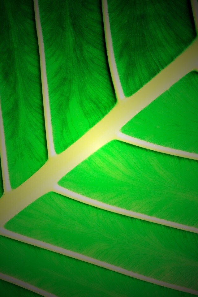 Пальмовый лист обои