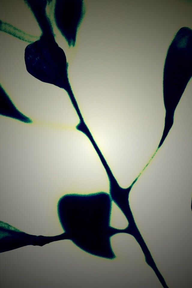 Усыхающие листья обои