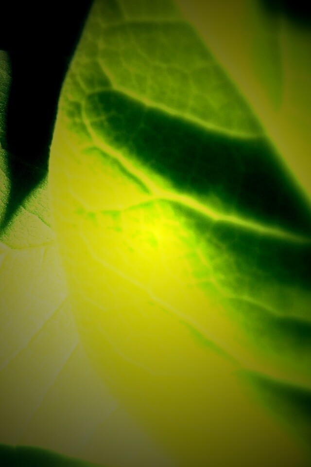 Свет на листве обои