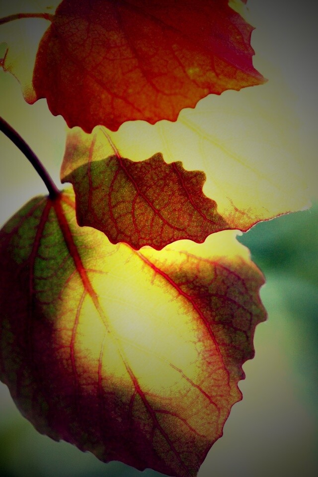 Макро фото осенней листвы обои