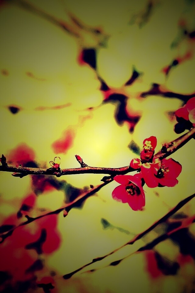 Весеннее цветение обои