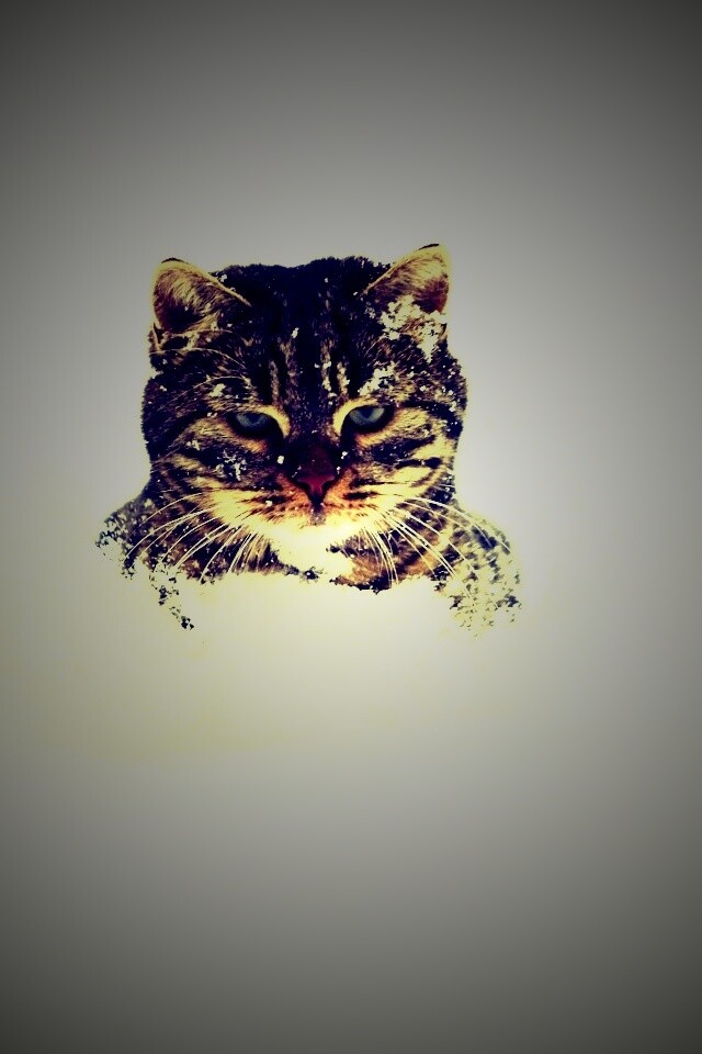 Недовольный кот в сугробе обои