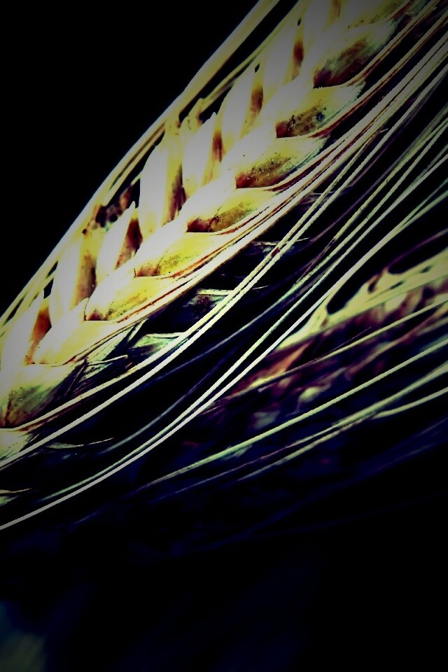 Пшеничный колос обои