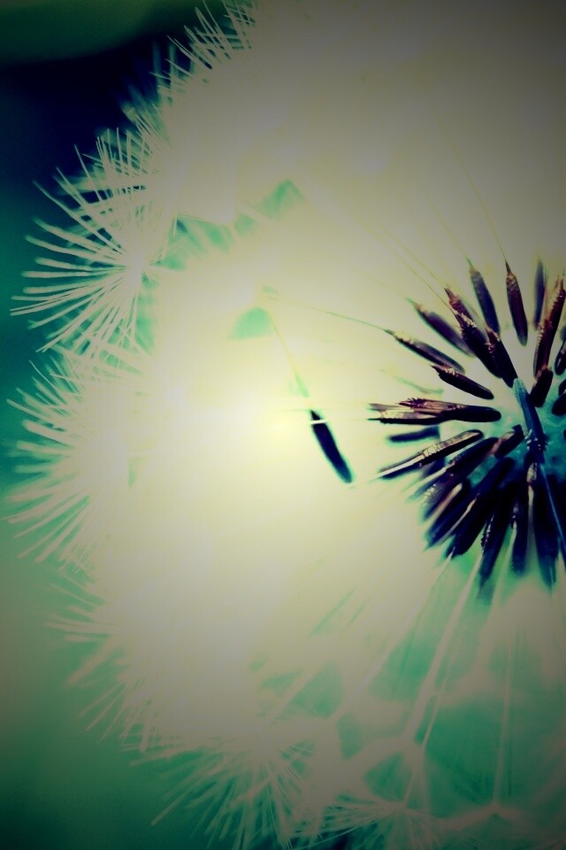 Макро фото одуванчика обои