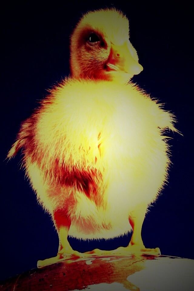 Утёнок на глобусе обои