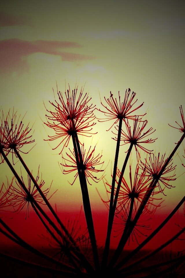 Зонтичное соцветие обои