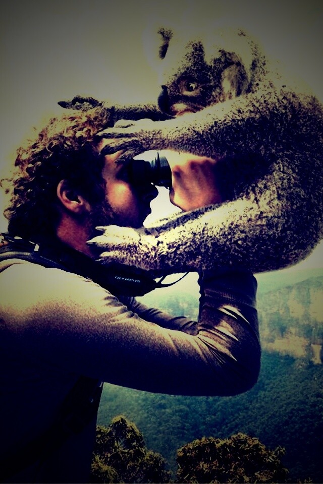 Коала ближе чем кажется обои