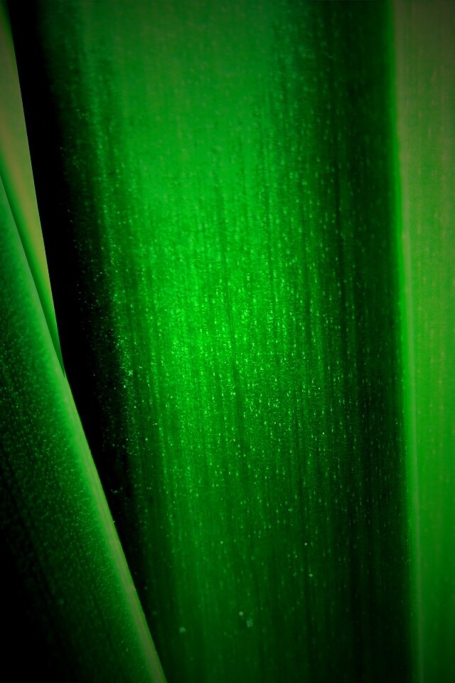 Сочная травинка обои