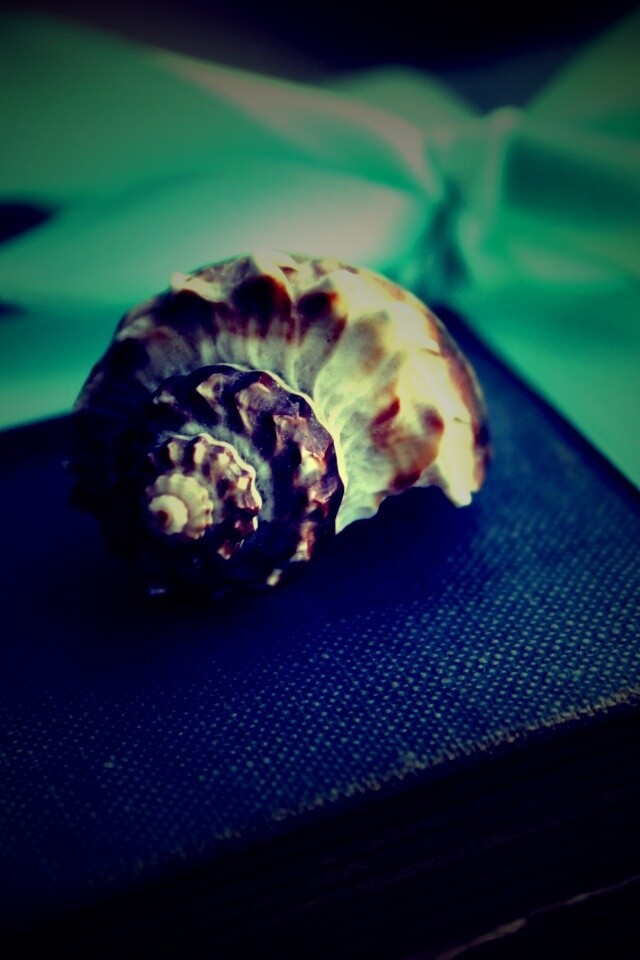 Ракушка на подарочном альбоме обои