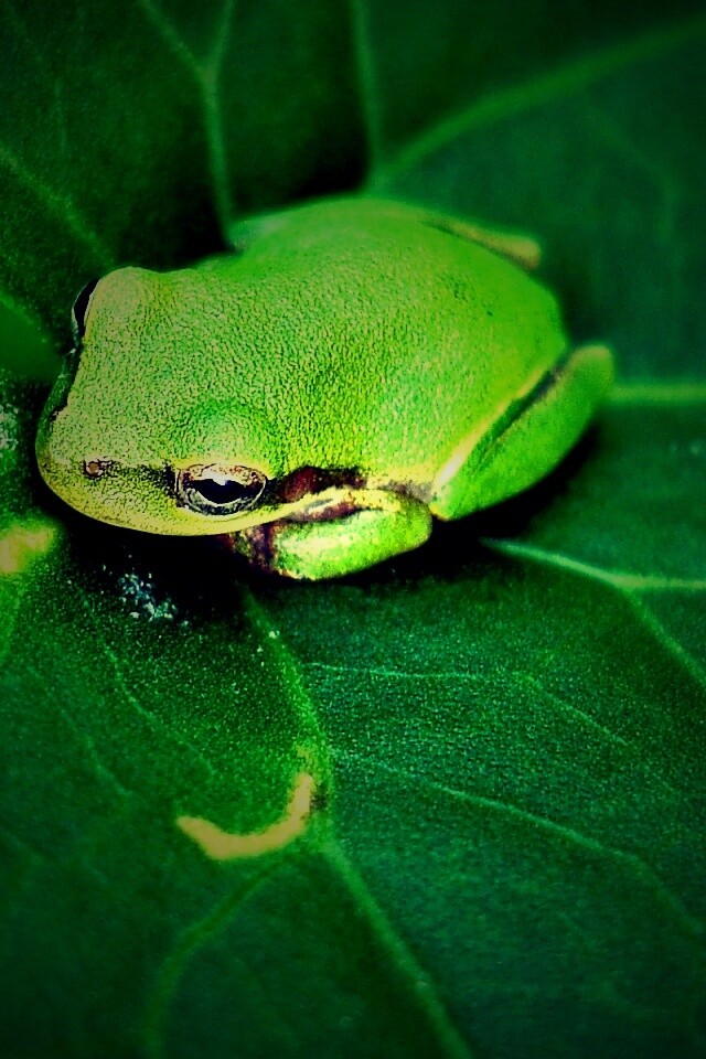 Лягушка на листике обои