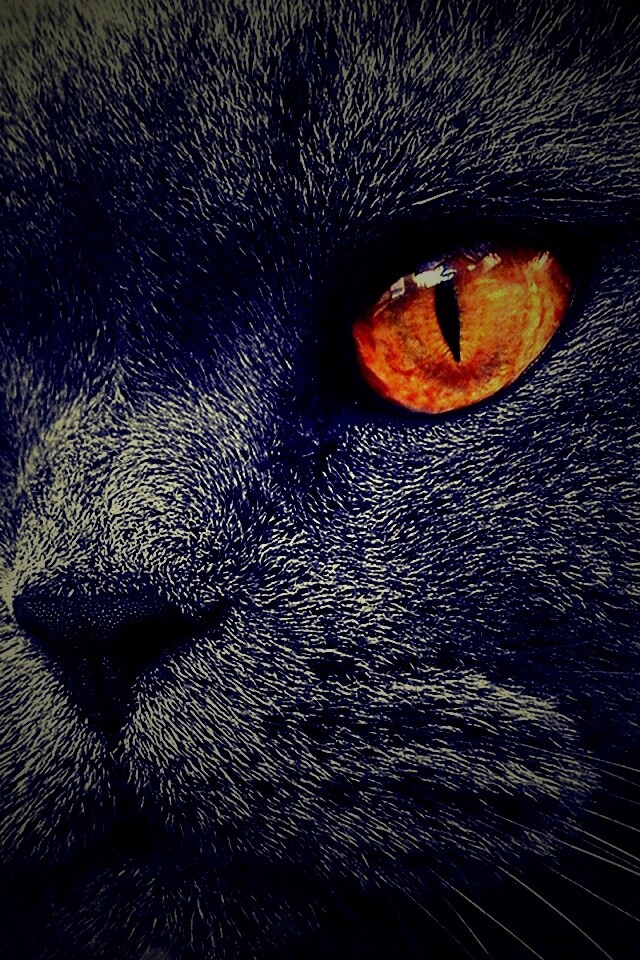 Кот с оранжевыми глазами обои