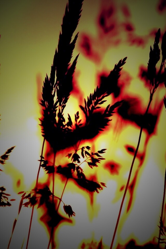 Золотистый закат обои