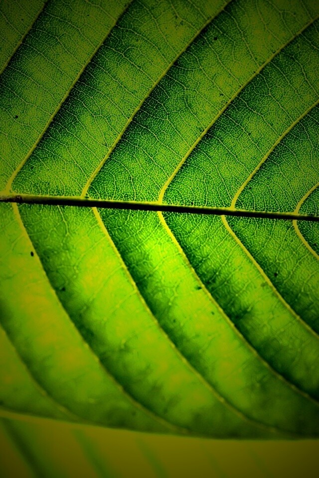 Листик обои