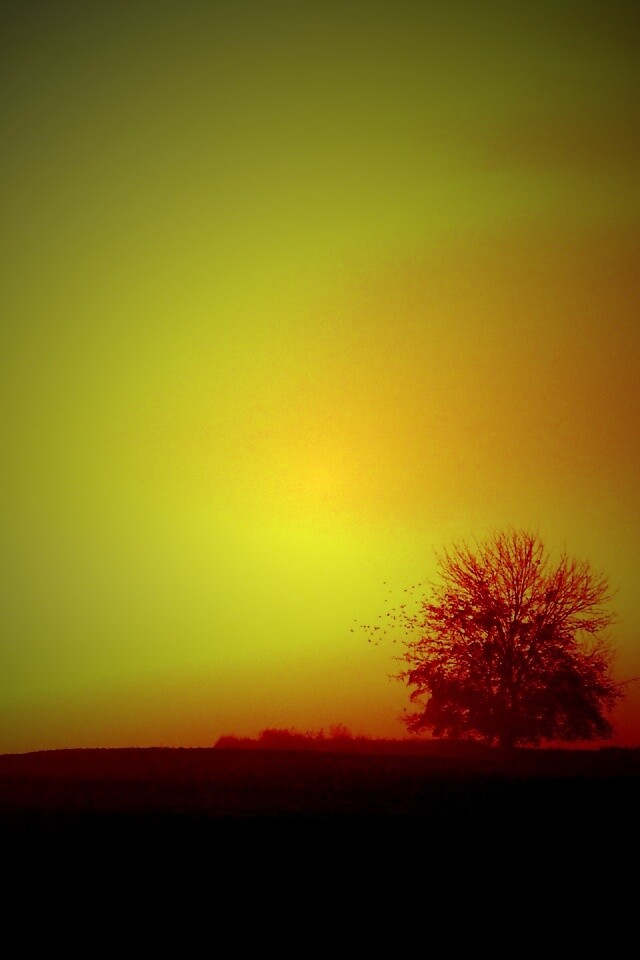 Убранное поле обои