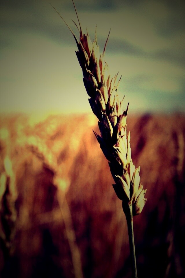 Колосок обои