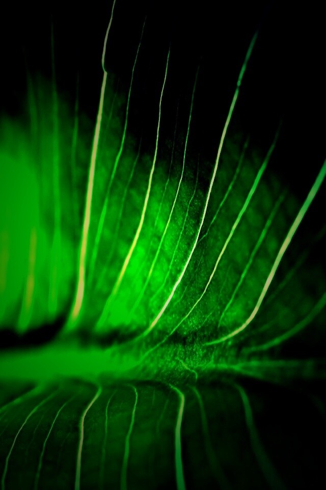 Широкий лист обои