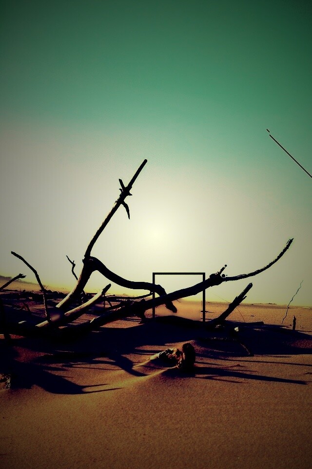 Сухостой в песках обои