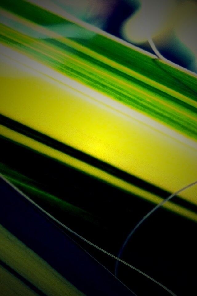 Желто-зеленые травинки обои