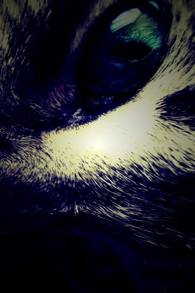 Мордашка кота крупным планом обои