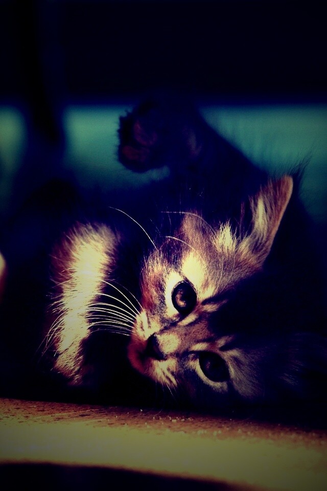 Котенок играет под стулом обои