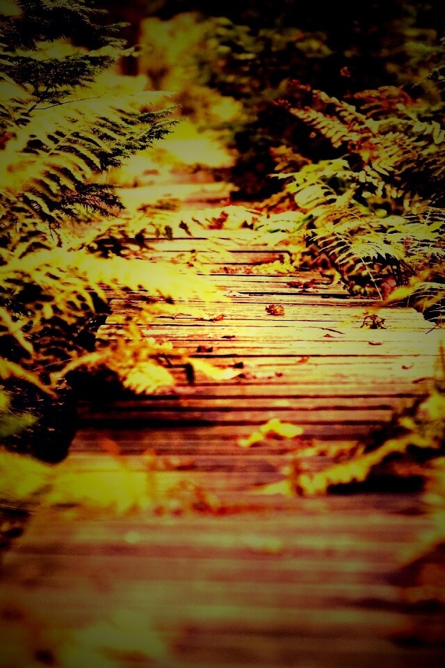 Деревянная дорожка обои