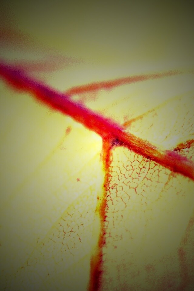 Желтый лист обои