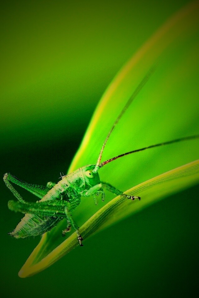 Кузнечик на листике обои