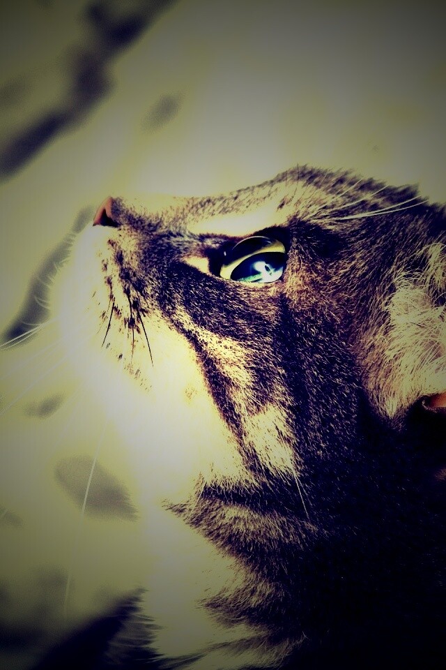 Котик смотрит верх обои