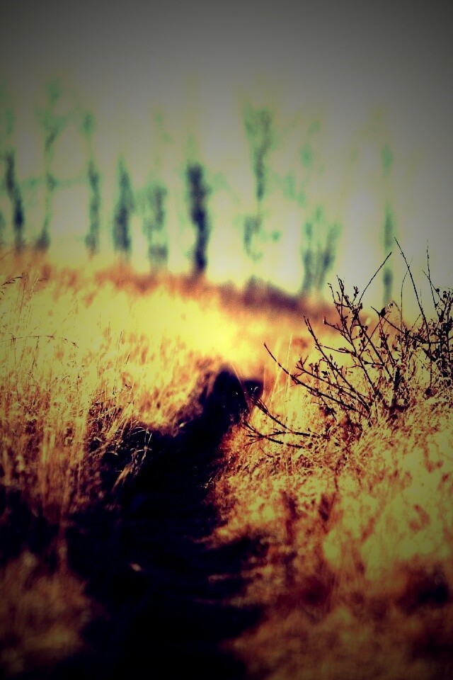 Тропинка в поле обои