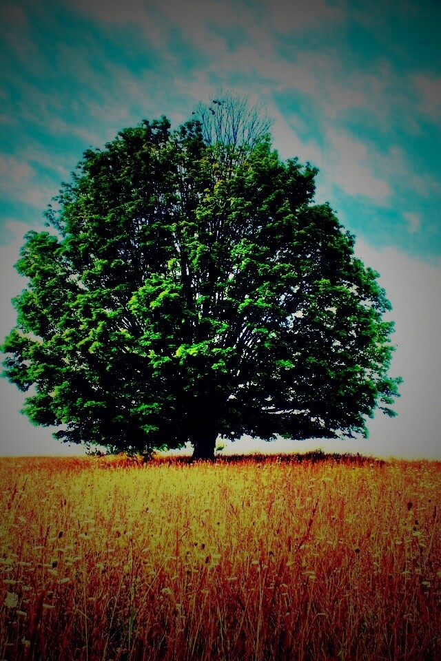 Зеленое дерево в желтом поле обои