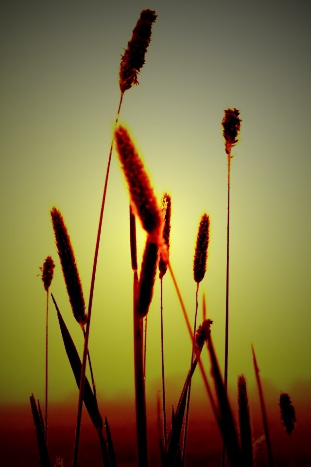 Травинки на закате обои