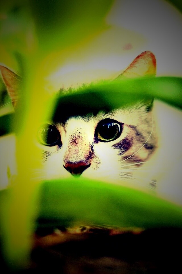 Кот в засаде обои